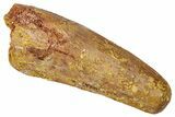 Fossil Spinosaurus Tooth - Feeding Worn Tip #331284-1